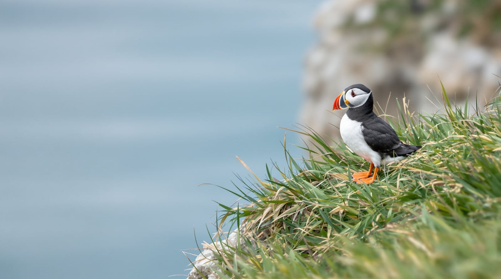 A single Atlantic puffin with an orange beak and feet standing on a grassy cliff edge above the sea